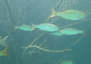  The fauna of Chamagnieu 